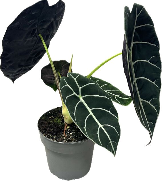 Alocasia Pride Of Corup