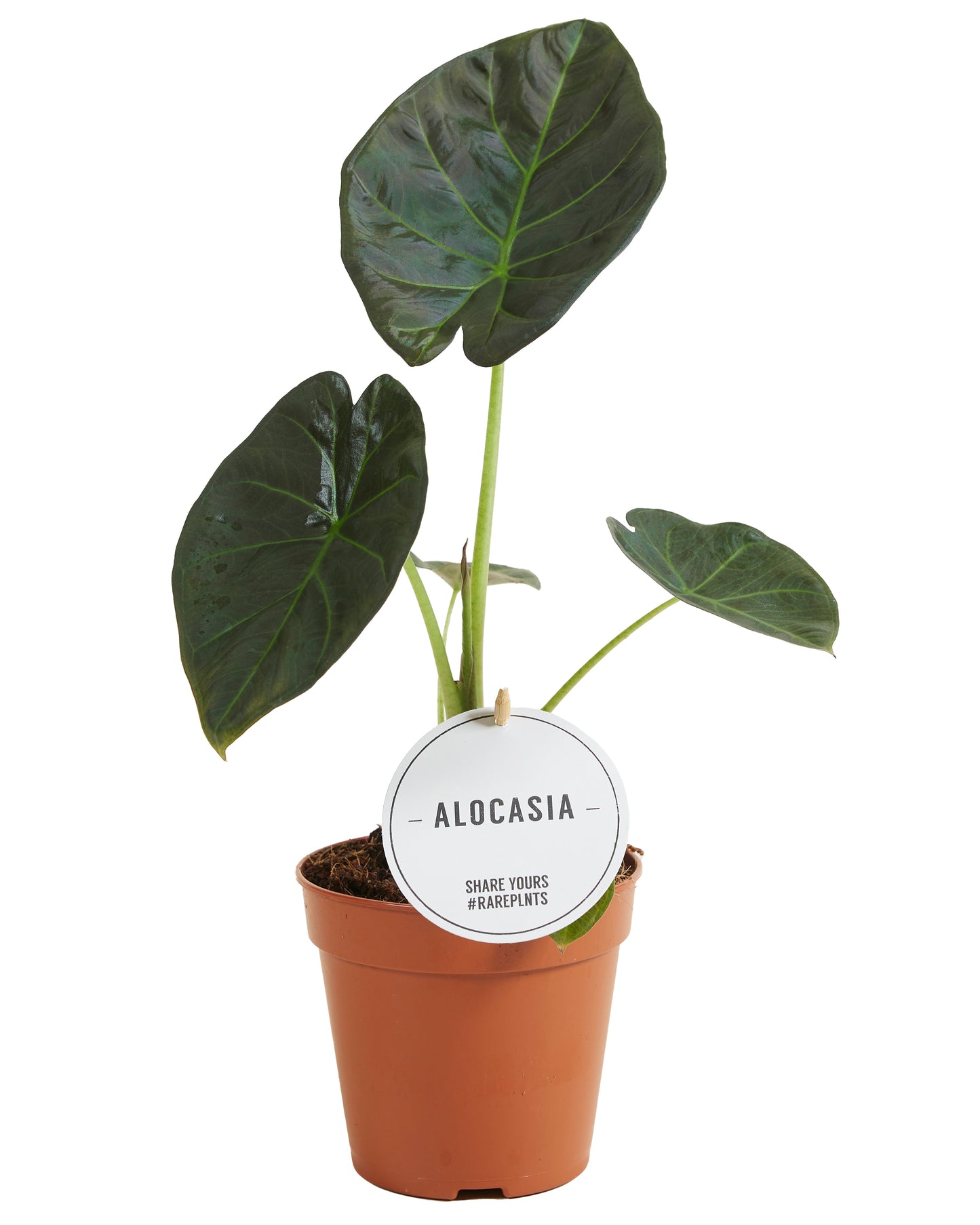 
                  
                    Alocasia Regal Shield
                  
                