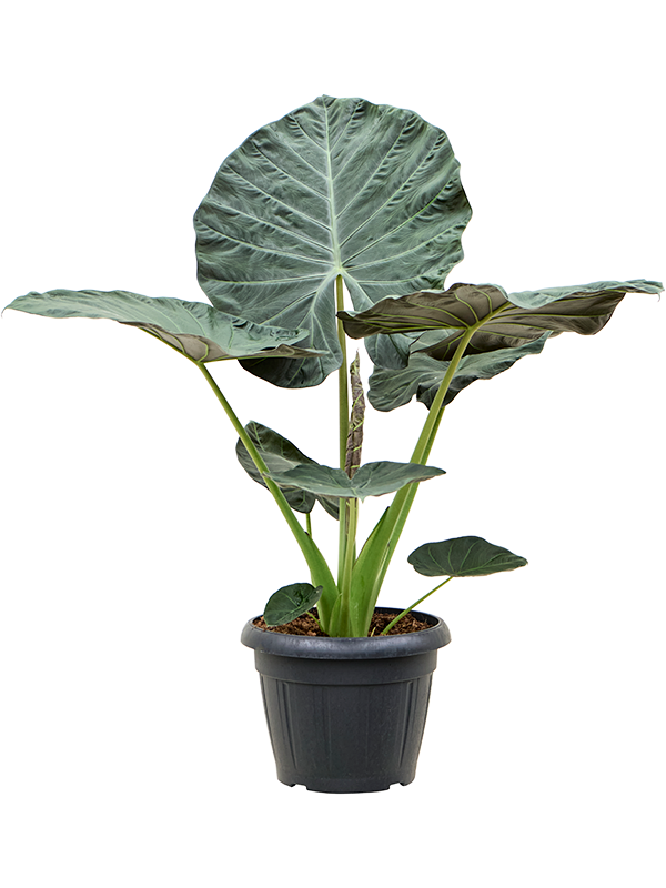 
                  
                    Alocasia Regal Shield
                  
                