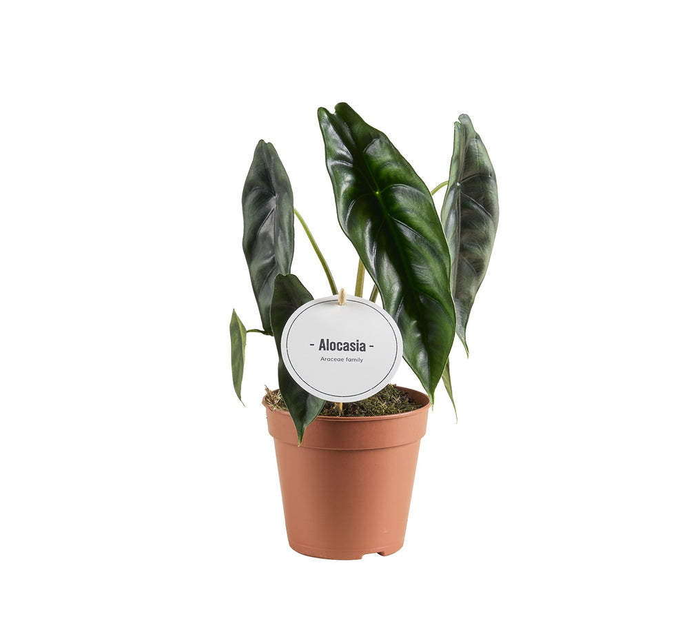Alocasia Venusta