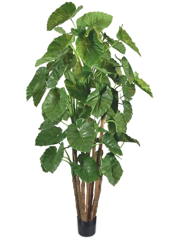
                  
                    Alocasia calidora artificiel
                  
                