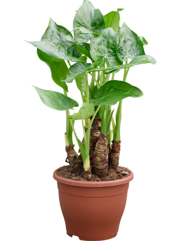 
                  
                    Alocasia cucullata
                  
                