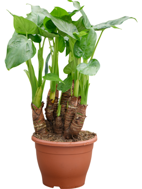 
                  
                    Alocasia cucullata
                  
                