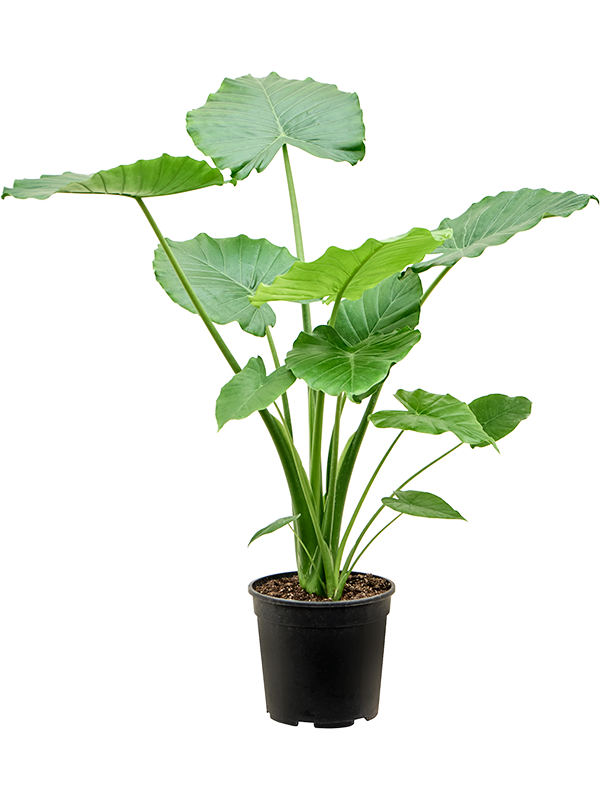 Alocasia gageana California