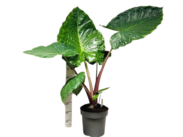 
                  
                    Alocasia Imperial Red
                  
                