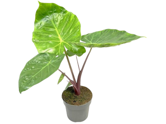 
                  
                    Alocasia Imperial Red
                  
                