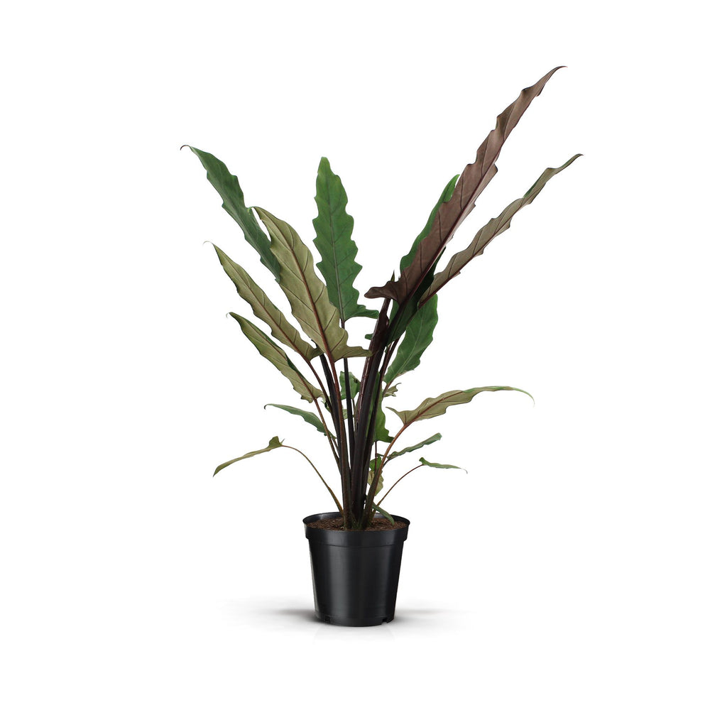 Alocasia lauterbachiana