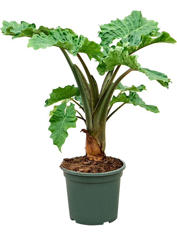 Alocasia Low Rider