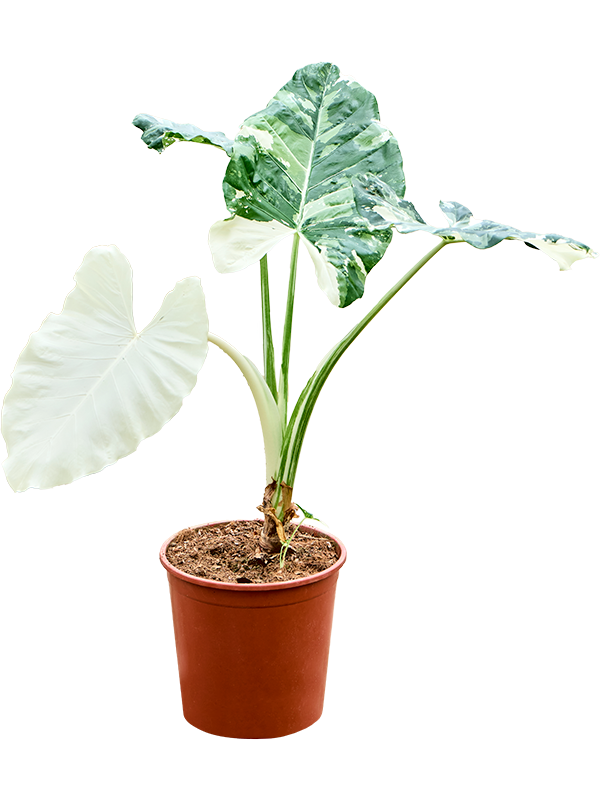 Alocasia macrorrhizos variegata