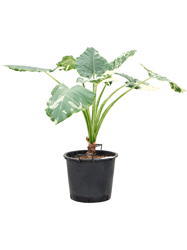 
                  
                    Alocasia macrorrhizos variegata.
                  
                