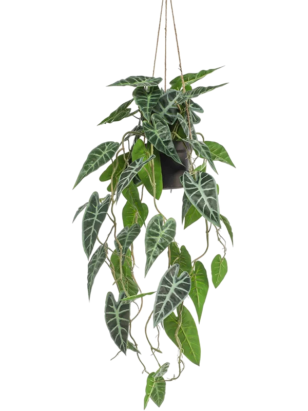 Alocasia  retombant artificiel