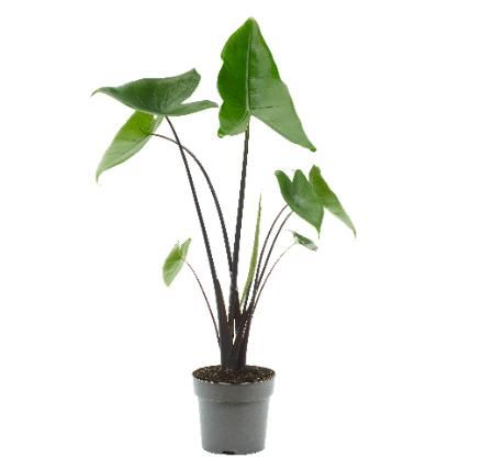 
                  
                    Alocasia black zebrina
                  
                