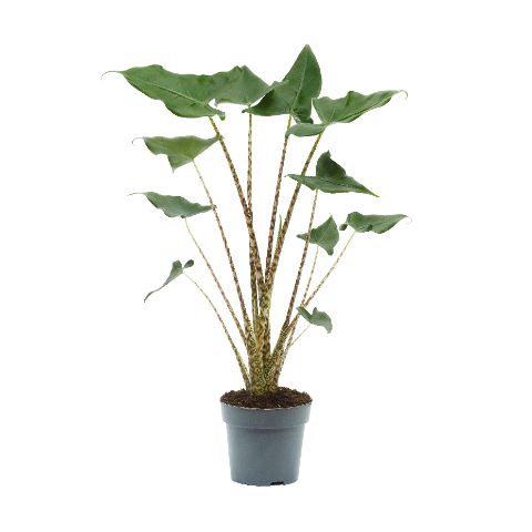 
                  
                    Alocasia zebrina 'Siberian Tiger'
                  
                