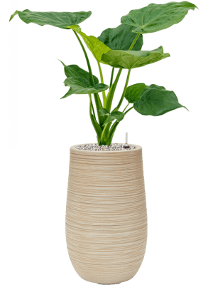 
                  
                    Composition Alocasia Cuculata en pot Baq design Dune
                  
                