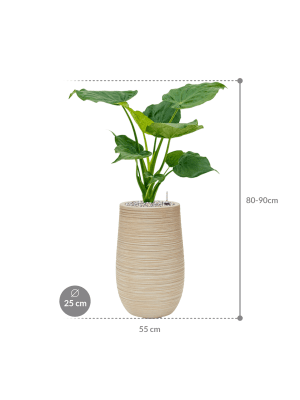 
                  
                    Composition Alocasia Cuculata en pot Baq design Dune
                  
                