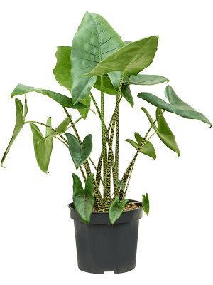 
                  
                    Alocasia Zebrina
                  
                