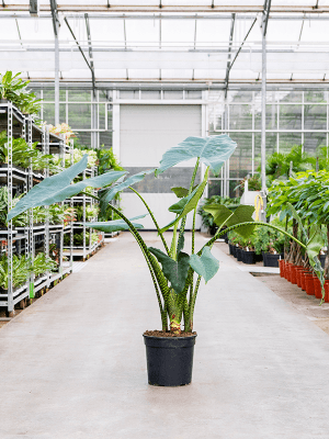 
                  
                    Alocasia Zebrina
                  
                