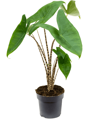 
                  
                    Alocasia Zebrina
                  
                
