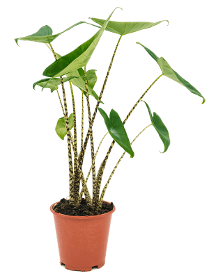
                  
                    Alocasia Zebrina
                  
                