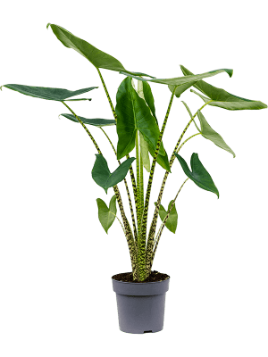 
                  
                    Alocasia Zebrina
                  
                