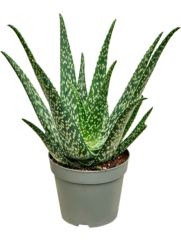 Aloé tropical