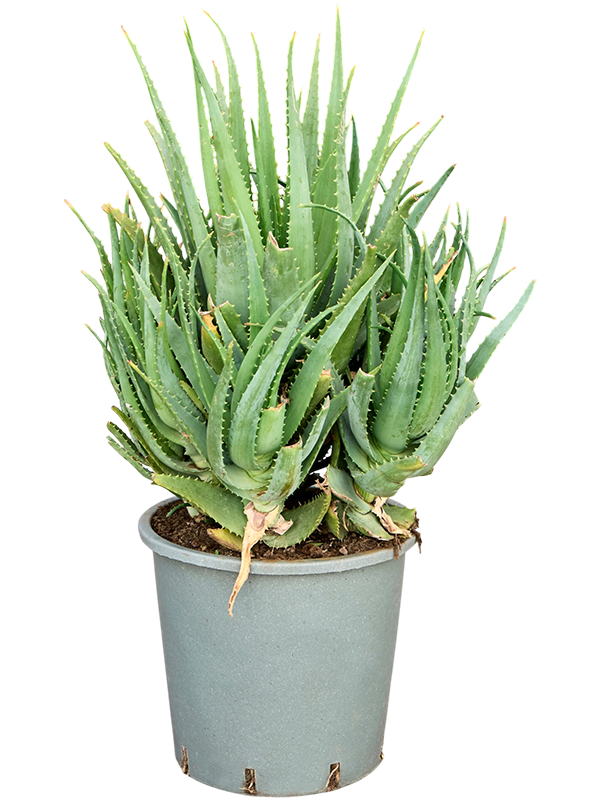 
                  
                    Aloe arborescens
                  
                