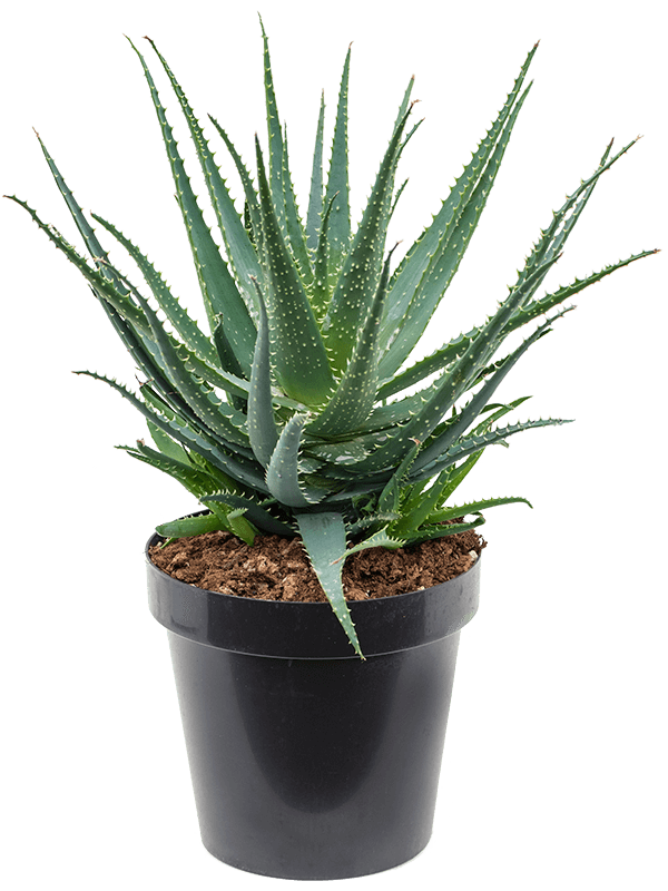 Aloe arborescens
