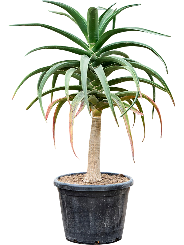 
                  
                    Aloe bainesii (barberae)
                  
                