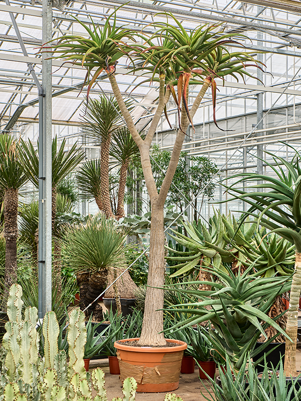 
                  
                    Aloe bainesii (barberae)
                  
                