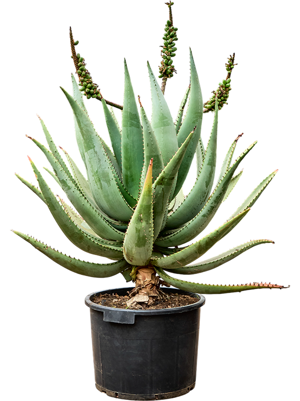 Aloe caesia
