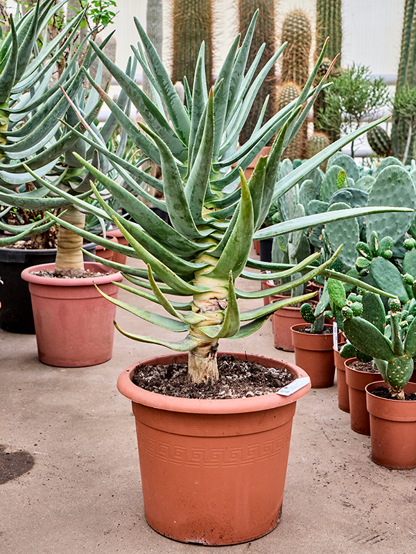 
                  
                    Aloe dichotoma
                  
                