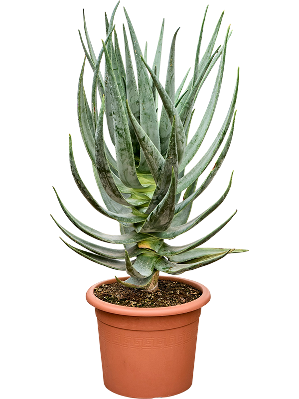 
                  
                    Aloe dichotoma
                  
                