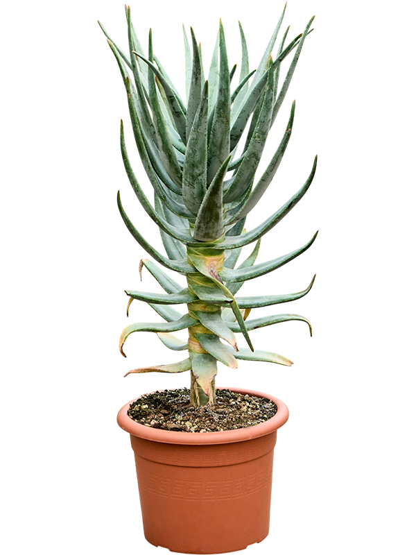 
                  
                    Aloe dichotoma
                  
                