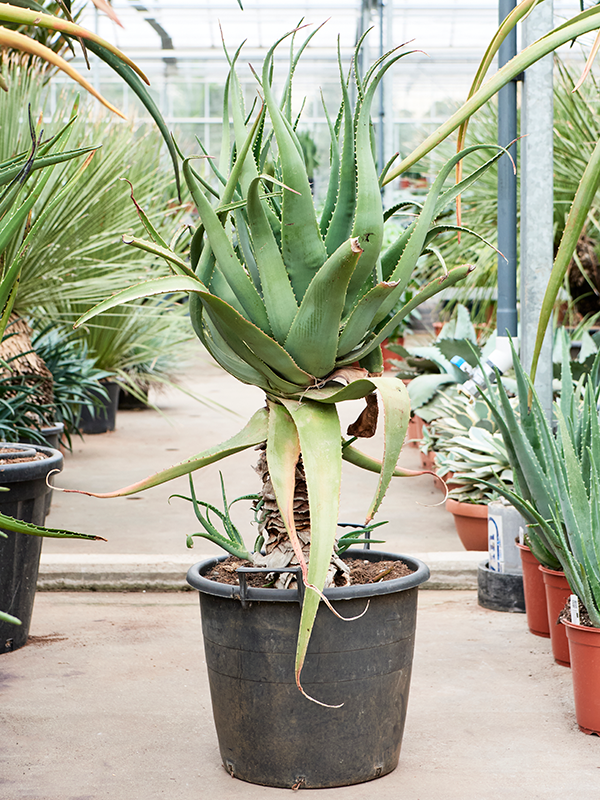 Aloe ferox
