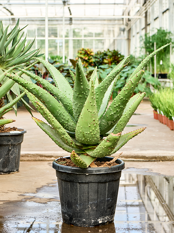 
                  
                    Aloe marlothii
                  
                