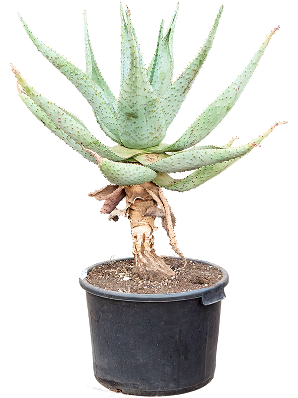 
                  
                    Aloe marlothii
                  
                