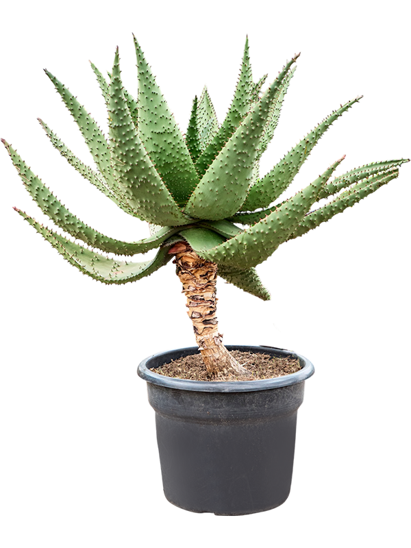 
                  
                    Aloe marlothii
                  
                