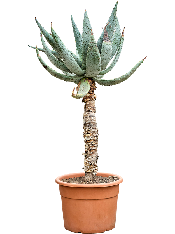 
                  
                    Aloe marlothii
                  
                