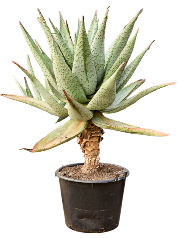 
                  
                    Aloe marlothii
                  
                