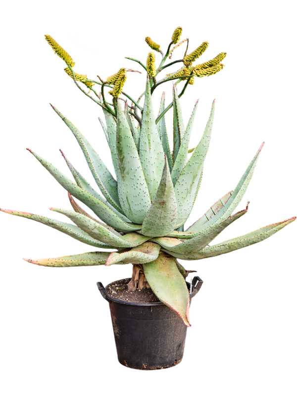 
                  
                    Aloe marlothii
                  
                