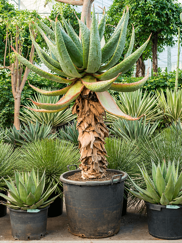 
                  
                    Aloe marlothii
                  
                