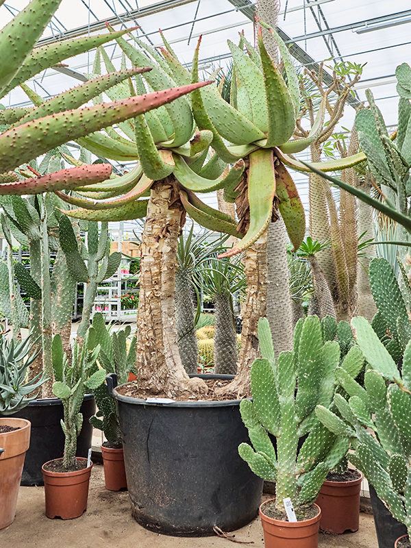 
                  
                    Aloe marlothii
                  
                