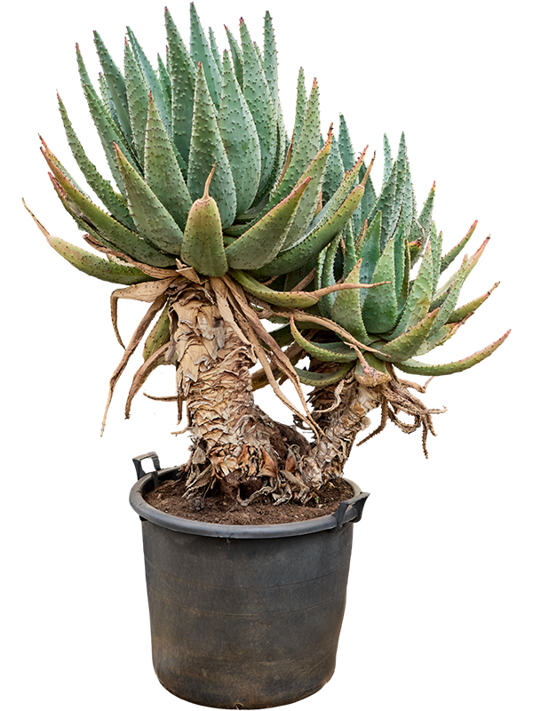 
                  
                    Aloe marlothii
                  
                