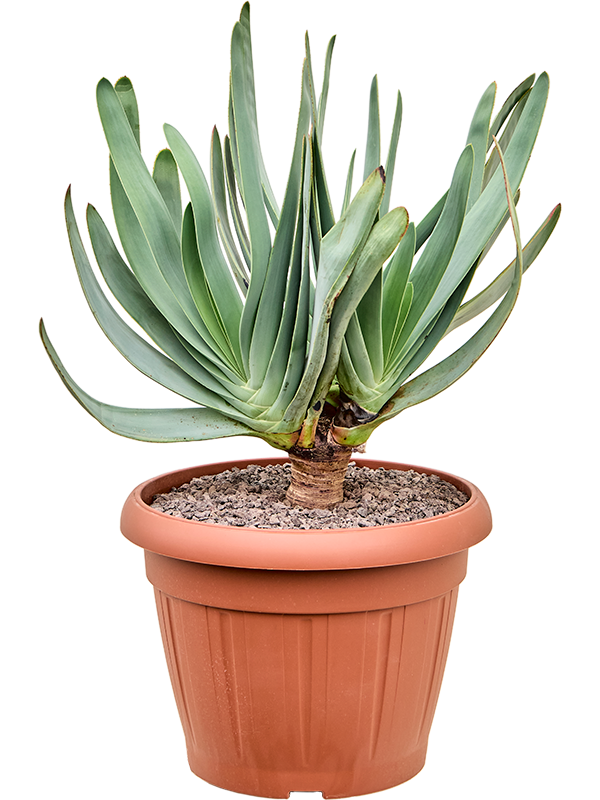 Aloe plicatilis