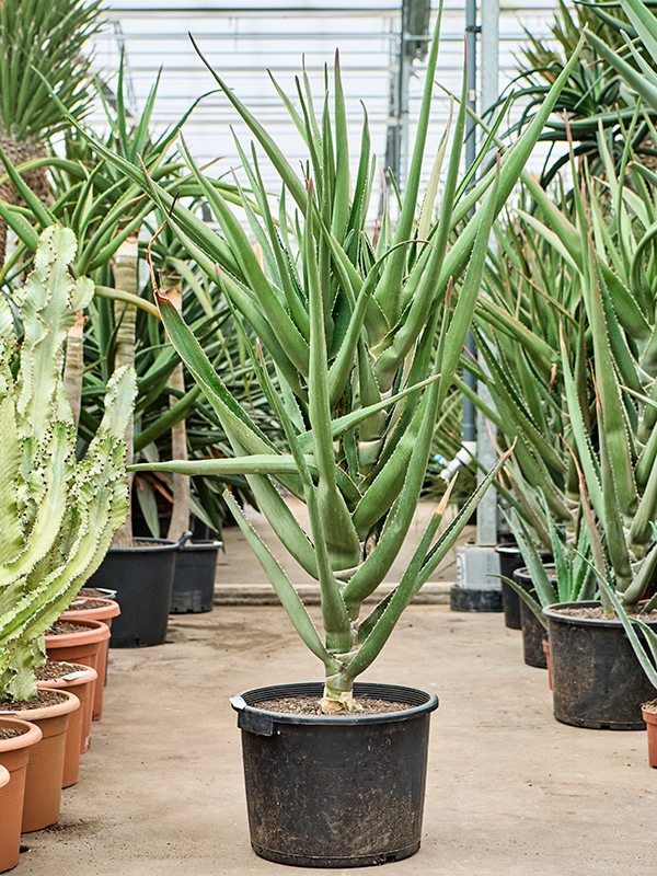 
                  
                    Aloe tongaensis Medusa
                  
                