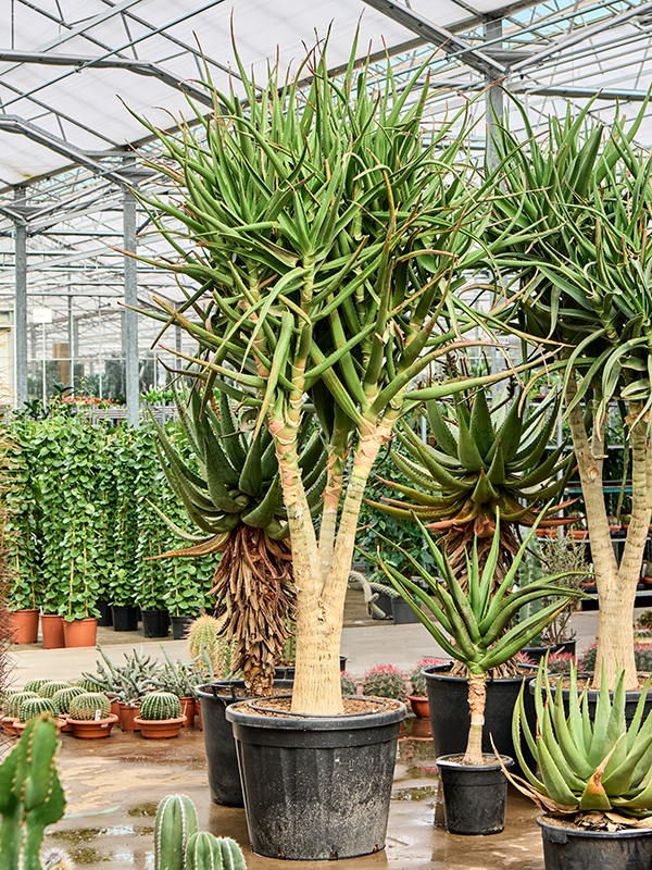
                  
                    Aloe tongaensis Medusa
                  
                