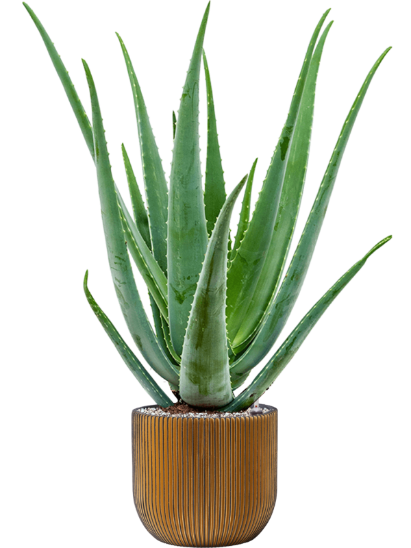 Aloe vera barbadensis en pot Capi Nature Groove