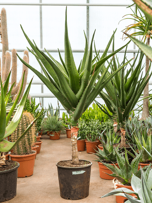 
                  
                    Aloe bainesii (barberae)
                  
                