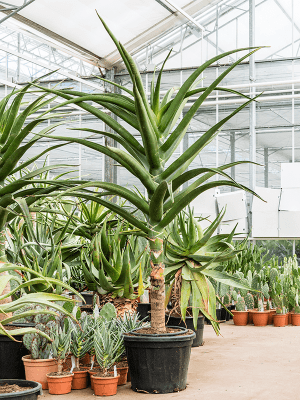 
                  
                    Aloe bainesii (barberae)
                  
                