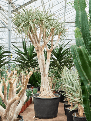 
                  
                    Aloe dichotoma
                  
                